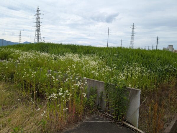 PXL_20250625_草刈り前