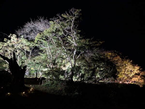 ライトアップ２