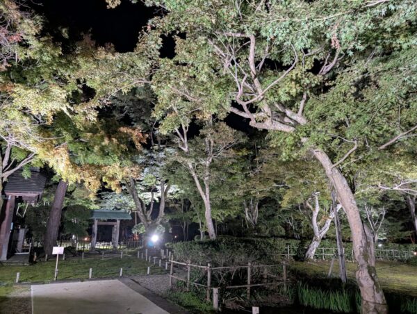 ライトアップ　庭園