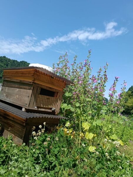 蜂の巣箱